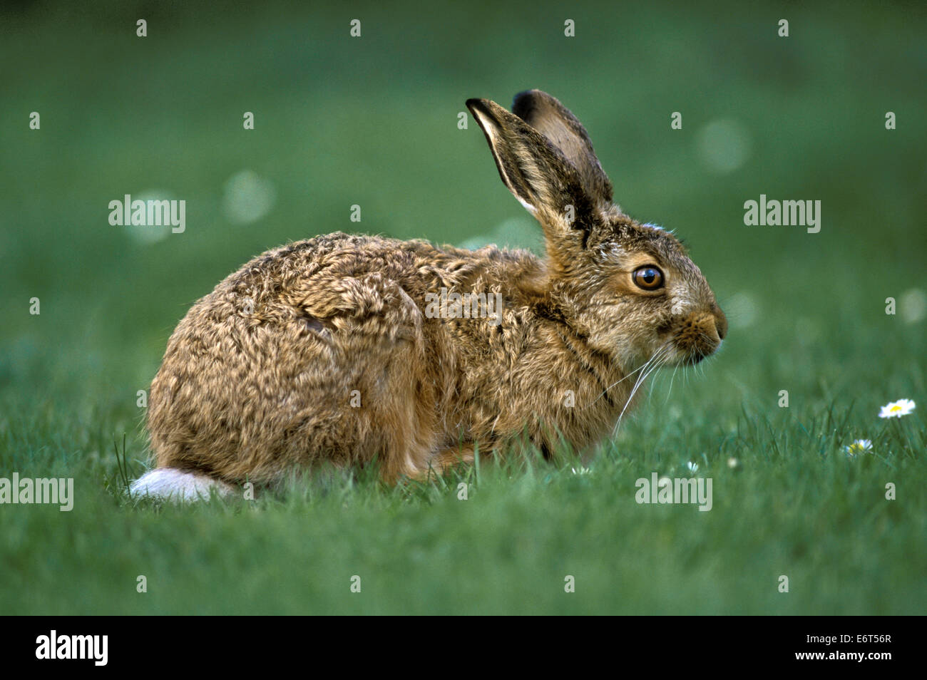 Feldhase - Lepus europaeus Stockfoto