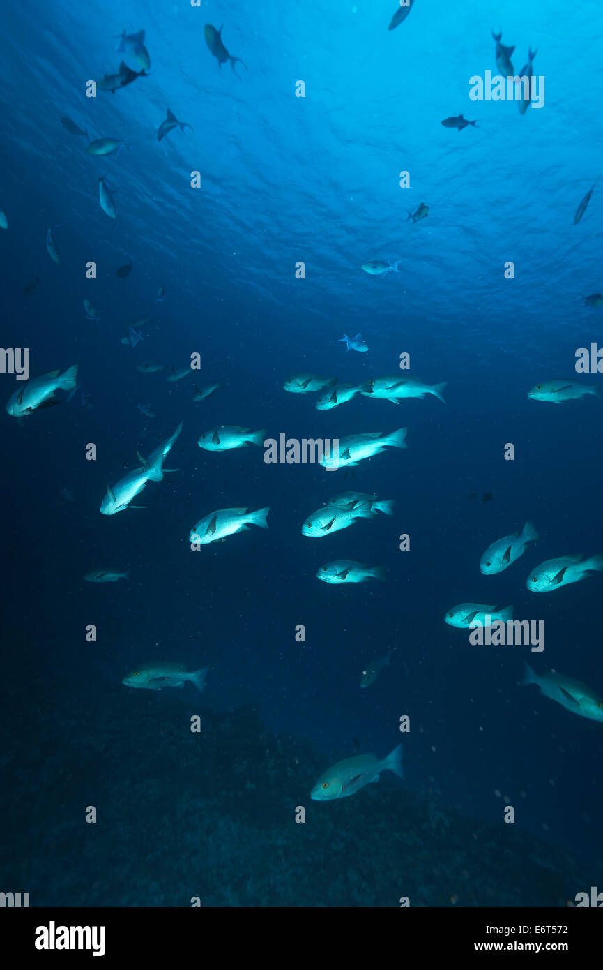 Schule von Black And White Snapper auf den Malediven, Indischer Ozean Stockfoto