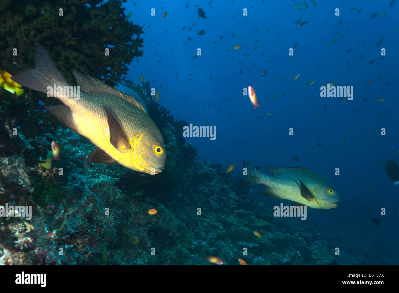 Black And White Snapper auf den Malediven, Indischer Ozean Stockfoto