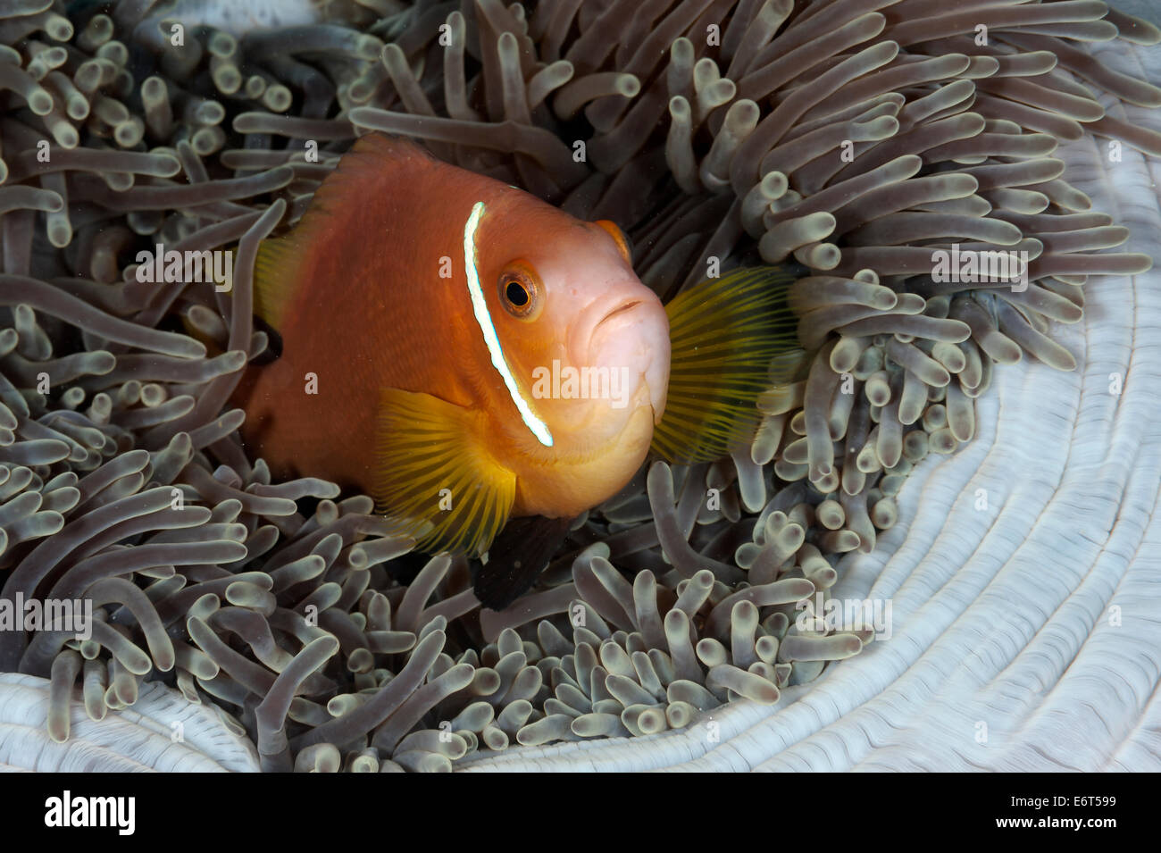 Rosa Anemonenfische in Malediven, Indischer Ozean Stockfoto