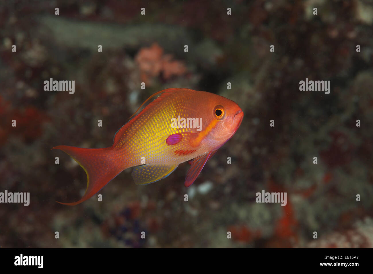 Fischart Anthias männlich auf den Malediven, Indischer Ozean Stockfoto