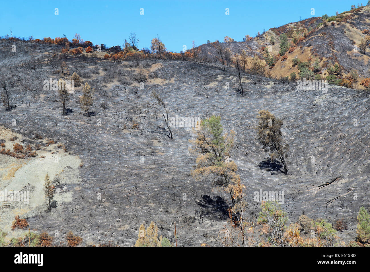 Verkohlte Ausläufern östlich von Clearlake Oaks, Kalifornien Stockfoto