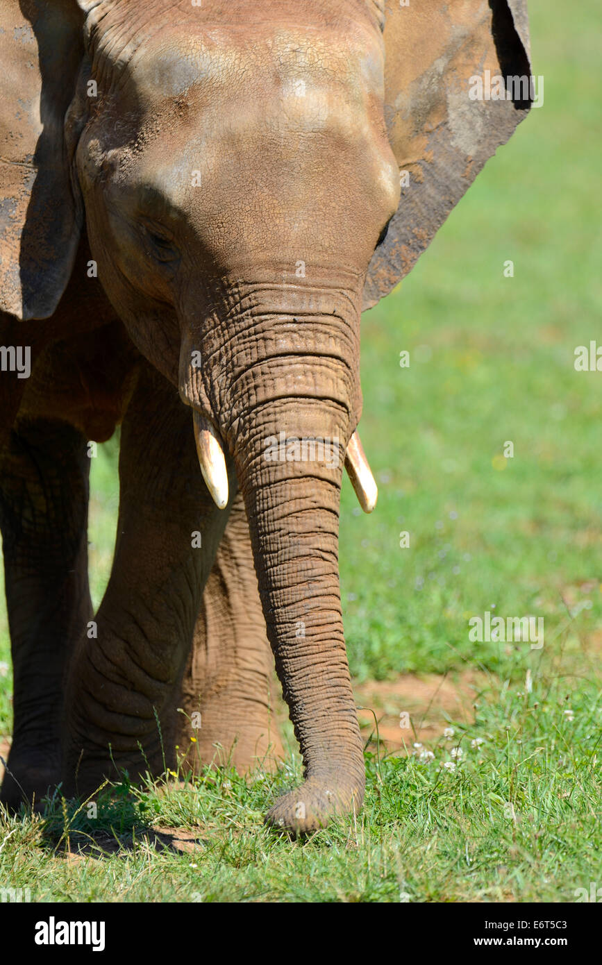 Elefant (Loxodonta) im natürlichen Park Cabarceno, Kantabrien, Spanien, Europa Stockfoto