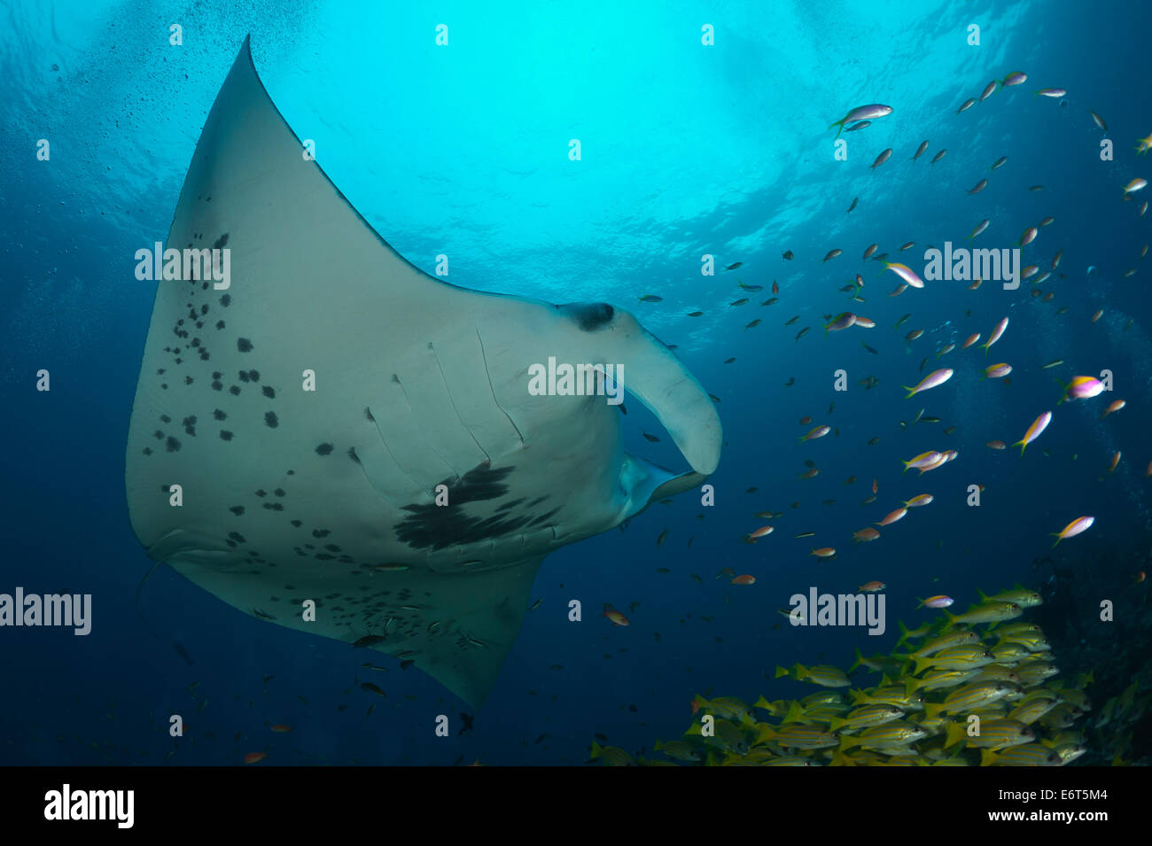 Riesigen Manta auf den Malediven, Indischer Ozean Stockfoto