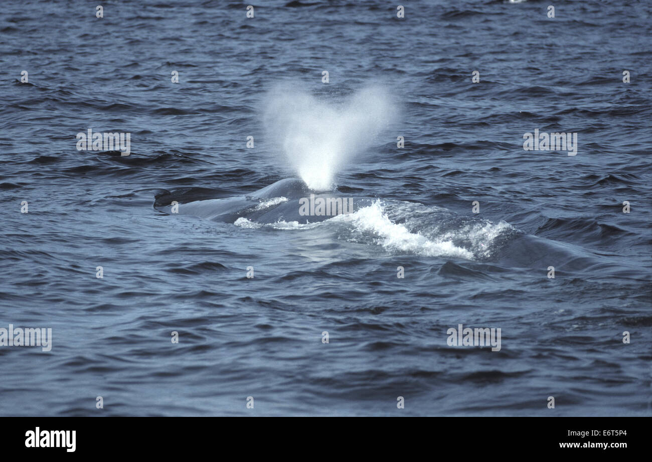 Blauwal - Balaenoptera musculus Stockfoto