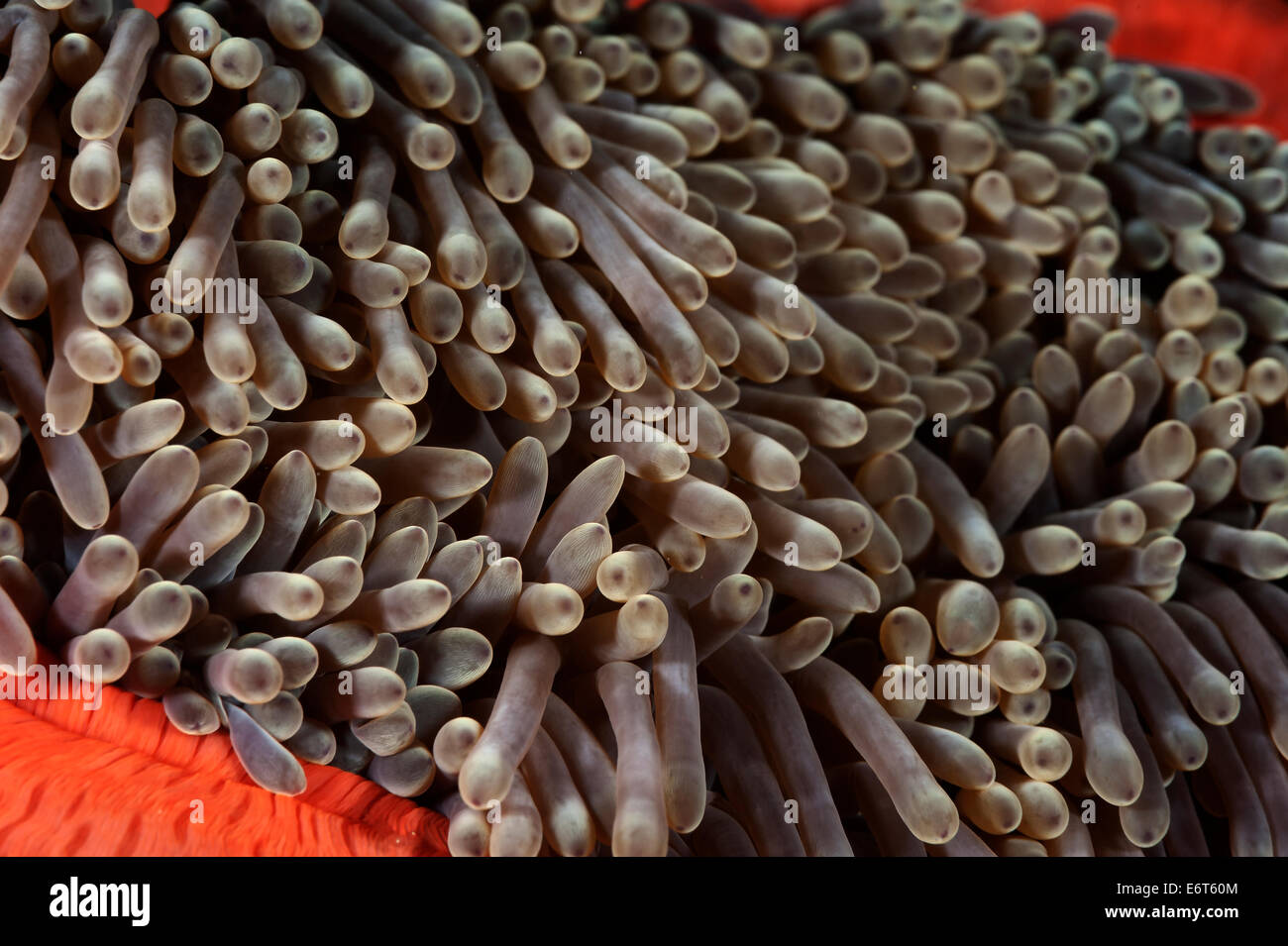 Herrliche Seeanemone auf den Malediven, Indischer Ozean Stockfoto