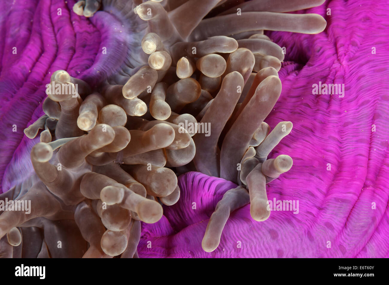 Herrliche Seeanemone auf den Malediven, Indischer Ozean Stockfoto