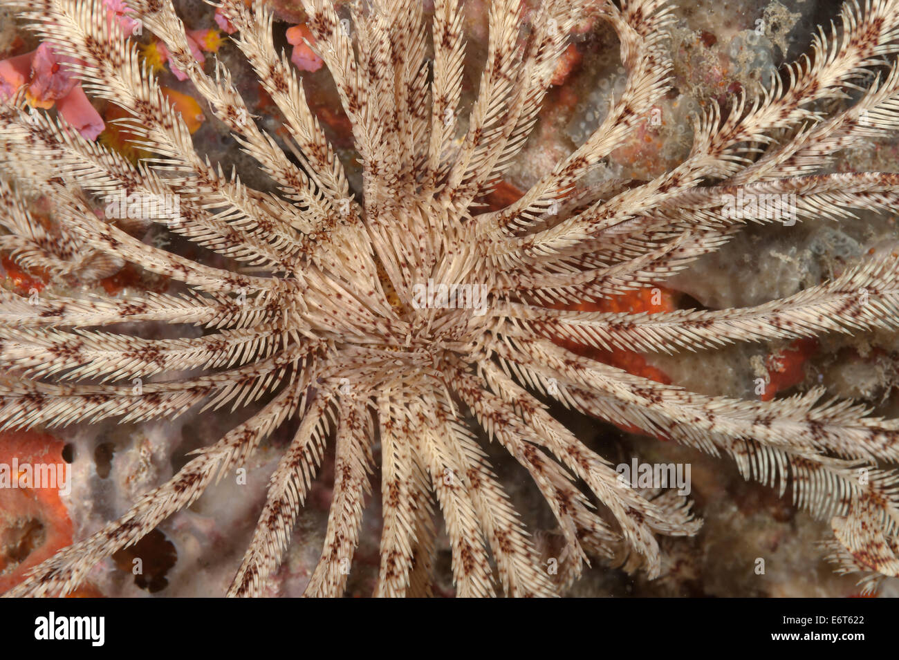 Feather Star auf den Malediven, Indischer Ozean Stockfoto