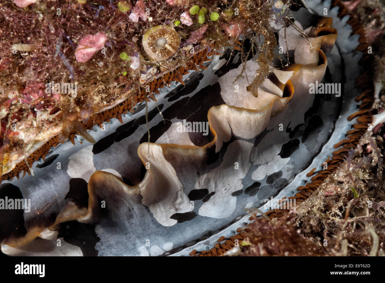 Dornige Auster in Malediven, Indischer Ozean Stockfoto