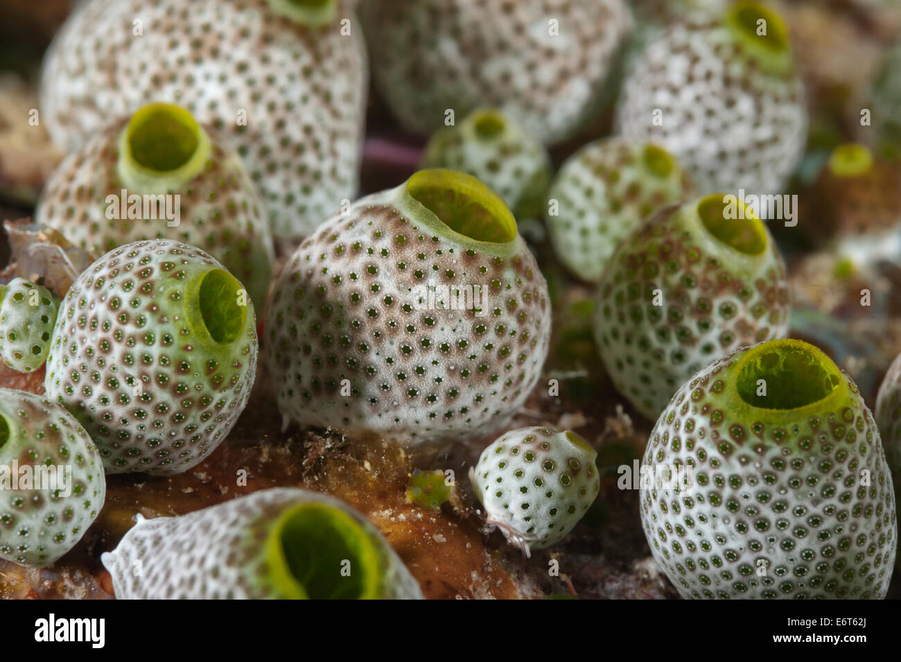 Ascidian auf den Malediven, Indischer Ozean Stockfoto