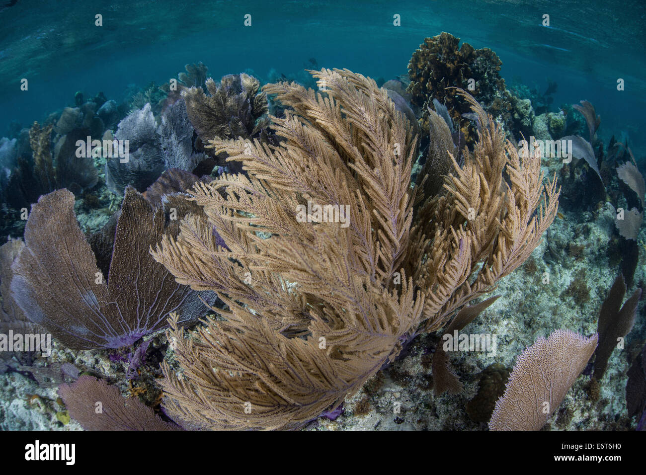 Gorgonien im Korallenriff, Gorgonia SP., Turneffe Atoll, Karibik, Belize Stockfoto