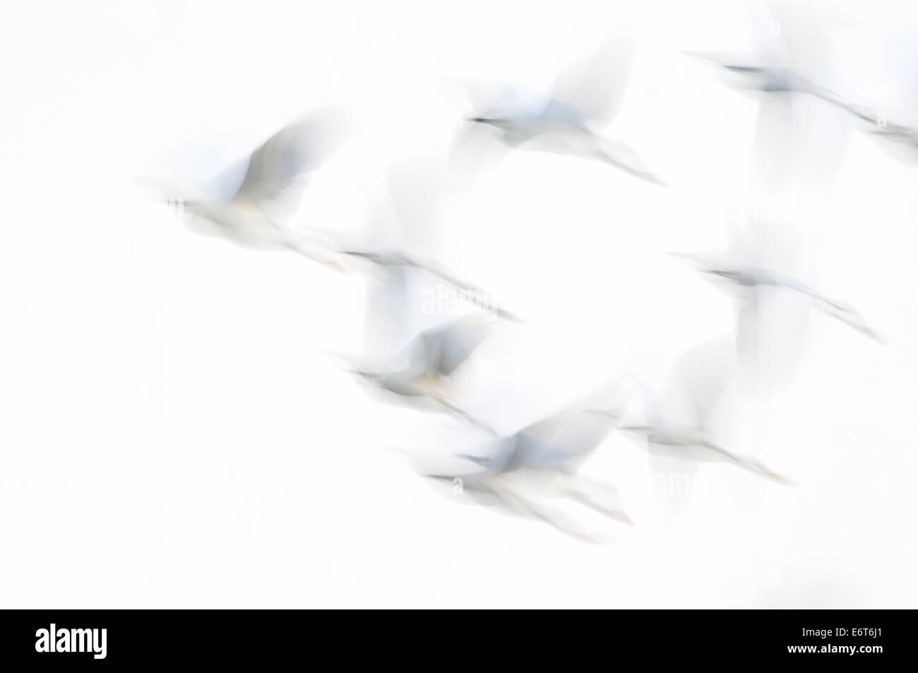 Snowy Egret Flug Eindruck abstrakt Stockfoto
