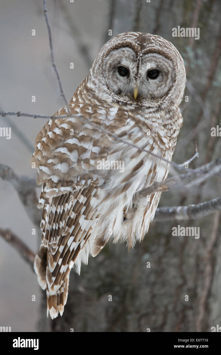 Streifenkauz im Wald im Winter.  Auf die Jagd.  Blick in die Kamera. Stockfoto