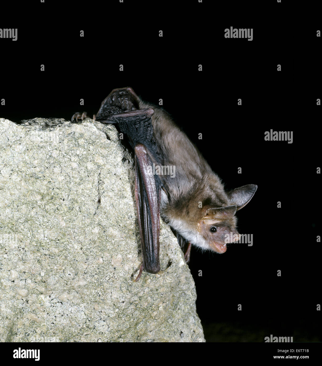 Mouse-eared Bat - Myotis myotis Stockfoto