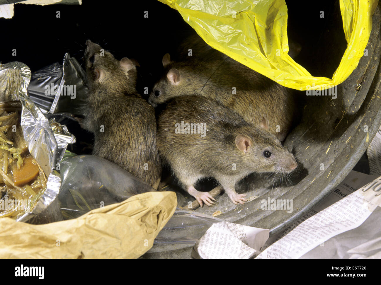 Braune Ratte - Rattus norvegicus Stockfoto