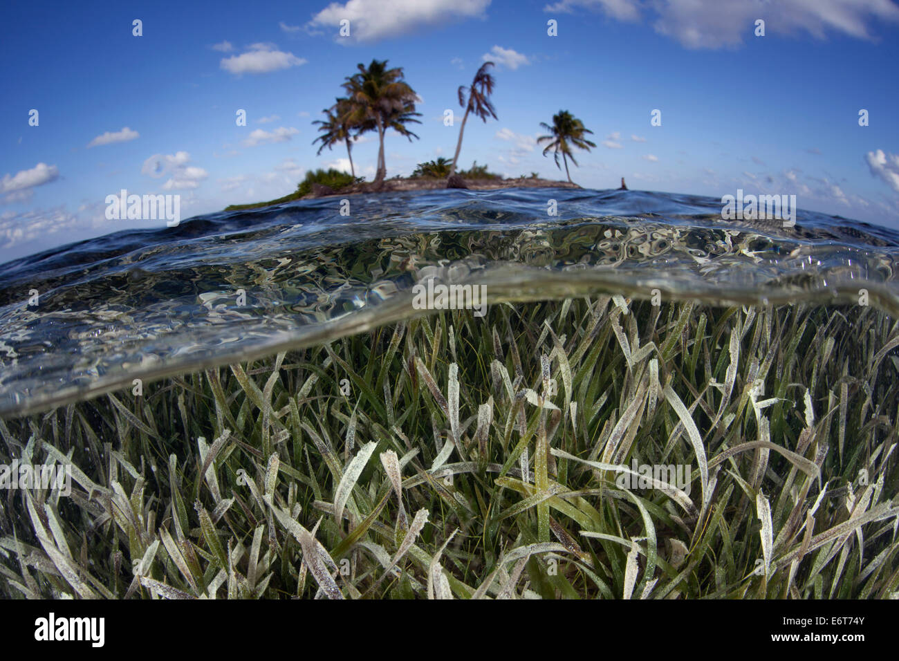 Seegraswiese, Turneffe Atoll, Karibik, Belize Stockfoto