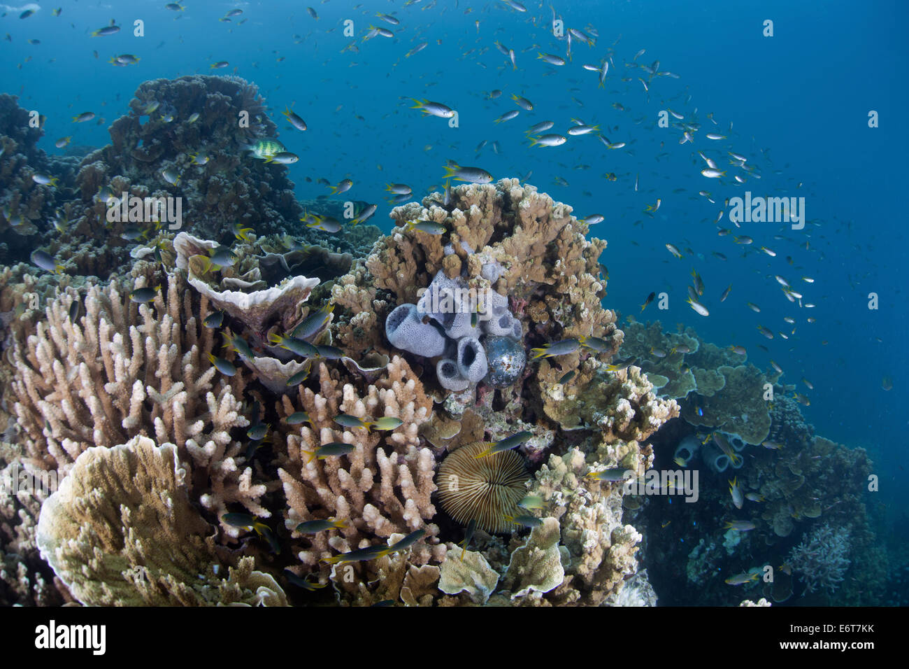 Korallenriff von Palau, Mikronesien, Palau Stockfoto