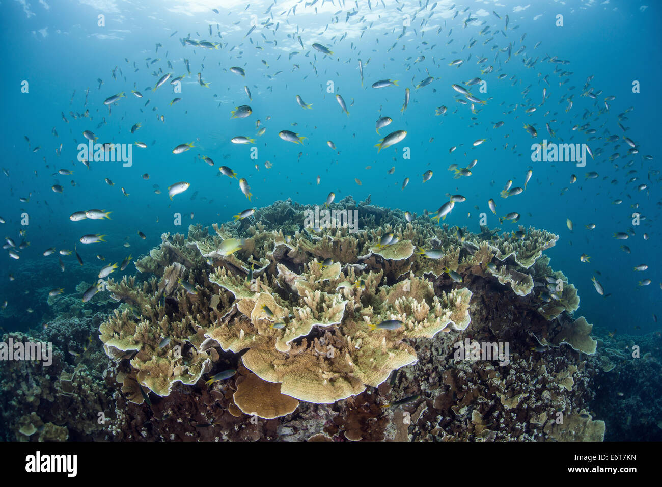 Korallenriff von Palau, Mikronesien, Palau Stockfoto