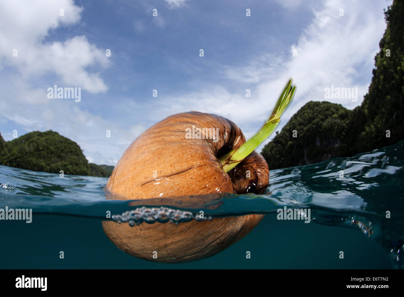 Kokosnuss schwimmt im Meer, Cocos Nucifera, Mikronesien, Palau Stockfoto