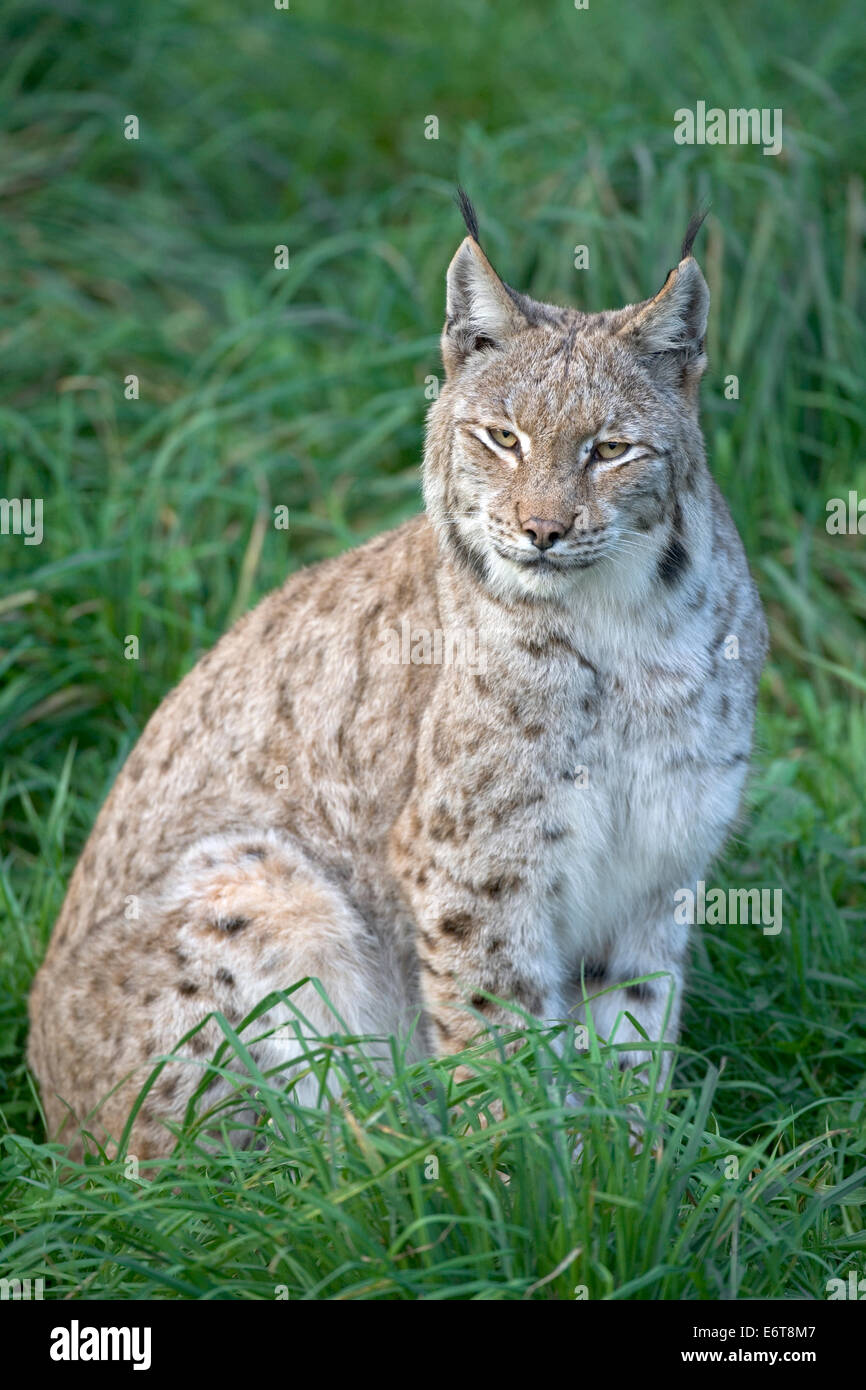 Europäische Luchs - Lynx lynx Stockfoto