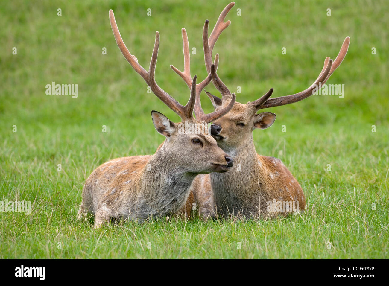 Sika Hirsch Cervus nippon Stockfoto
