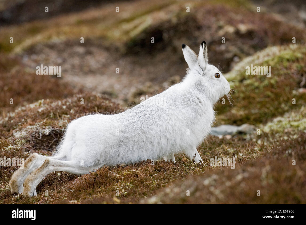 Berg Hase Lepus timidus Stockfoto