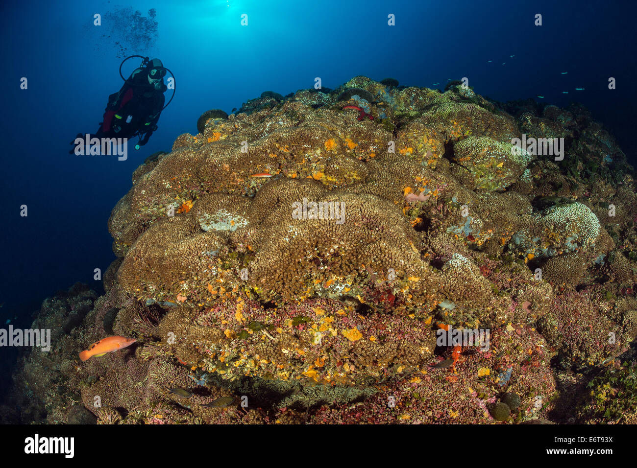 Kissen Stein Korallen, Cladocora Caespitosa, Insel Lastovo, Adria, Kroatien  Stockfotografie - Alamy