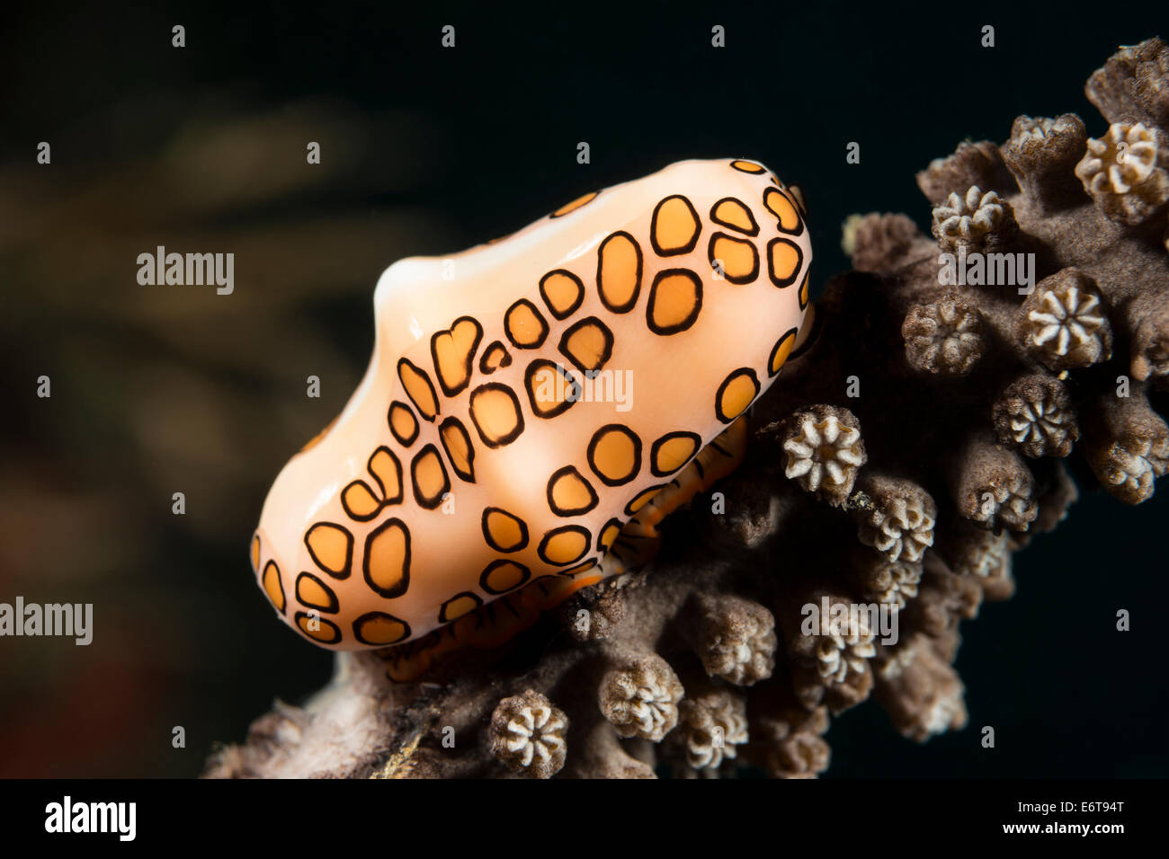 Flamingo Zunge Schnecke, Cyphoma Gibbosum, Palm Beach, Florida, USA Stockfoto