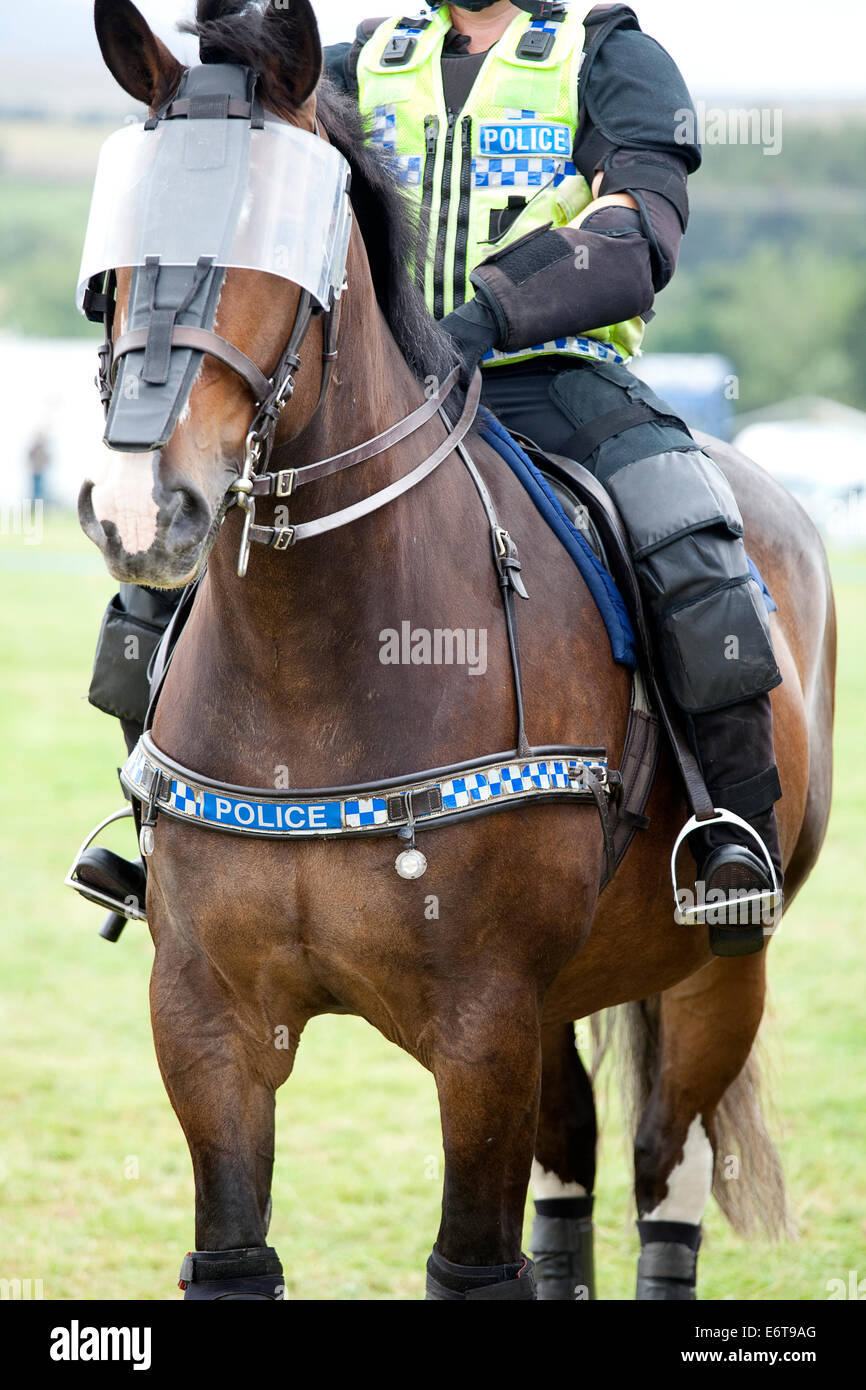Polizei-Pferd zur Kontrolle von Menschenmengen Stockfoto