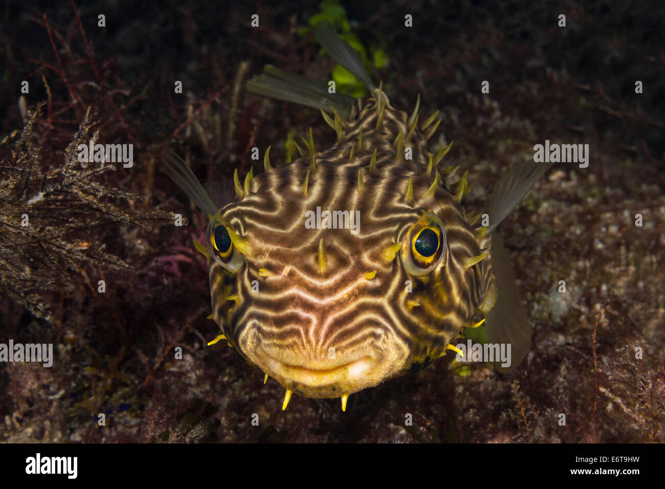 Web-Burrfish, Chilomycterus Antillarum, Palm Beach, Florida, USA Stockfoto