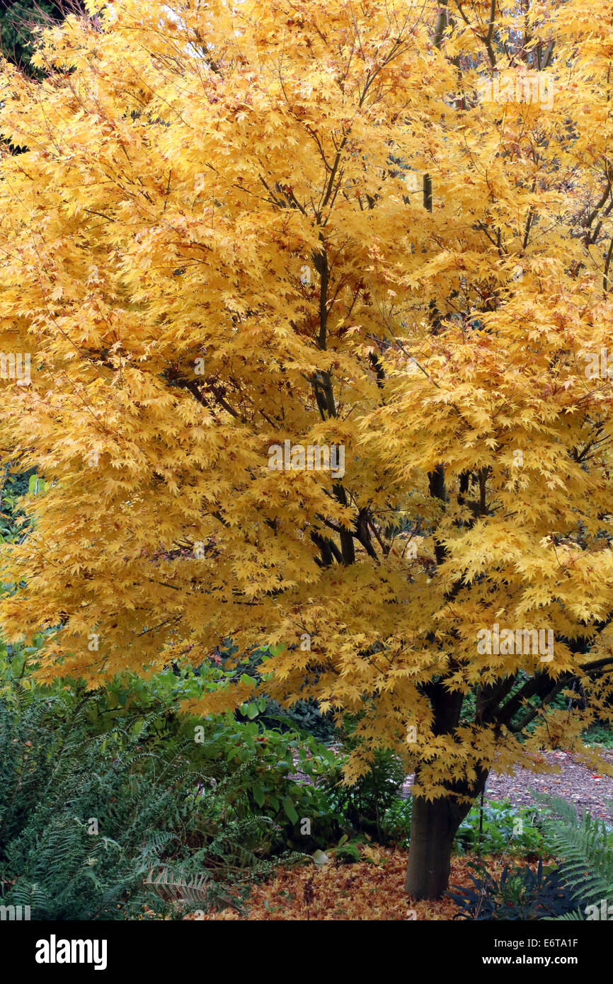 Acer Palmatum Sango kaku Stockfoto