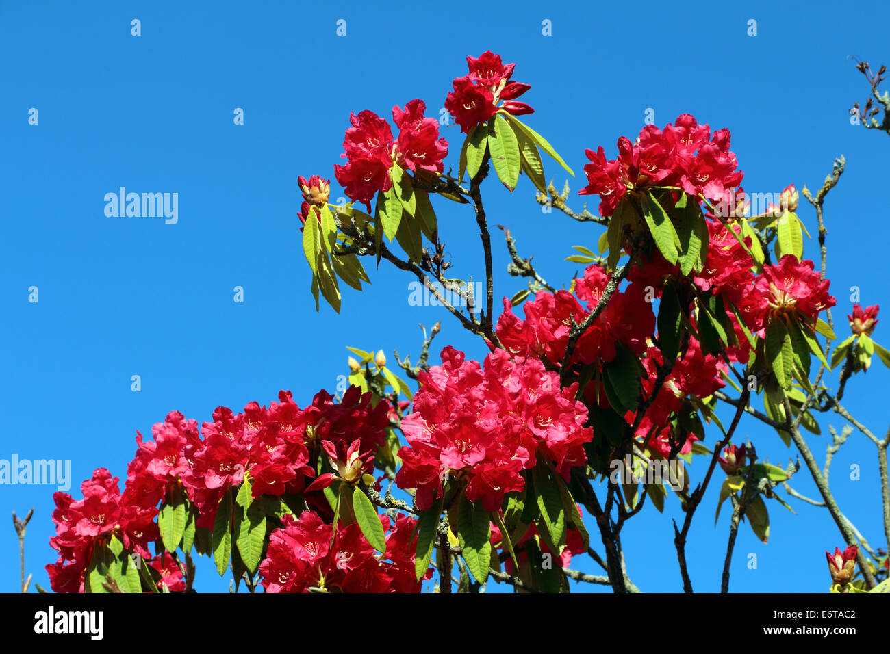 Rhododendron rot blauer Himmel Stockfoto