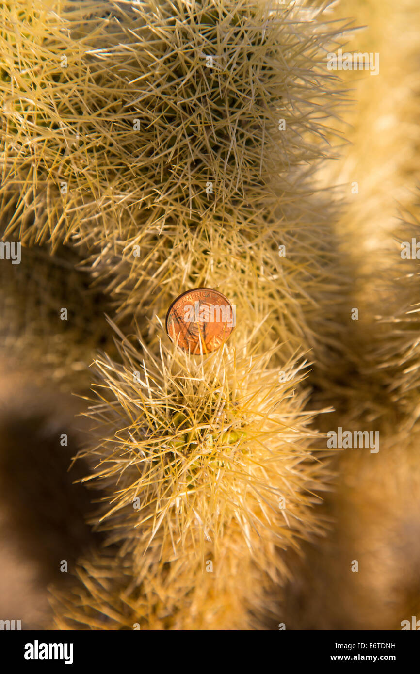 Ein Pfennig in die Stacheln eines Cholla Kaktus gefangen. Konzept für schwer verdienen. Stockfoto