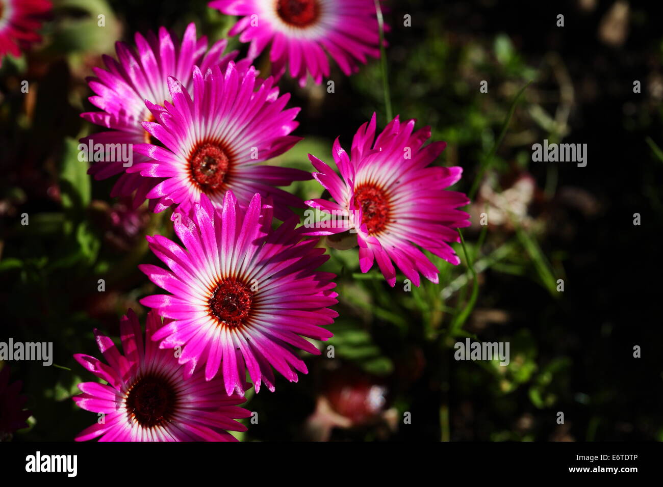 Livingstone Gänseblümchen (Dorotheanthus Bellidiformus) in voller Blüte Stockfoto