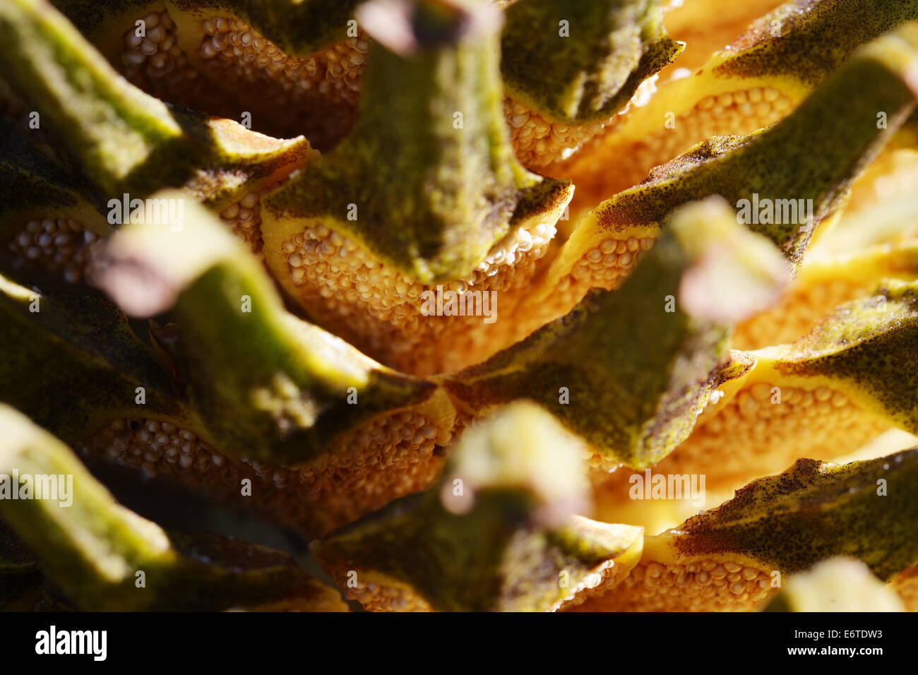 Nahaufnahme eines offenen Schuppen eines männlichen Encephalartos Cycad Kegels zeigt Pollen sacs Stockfoto