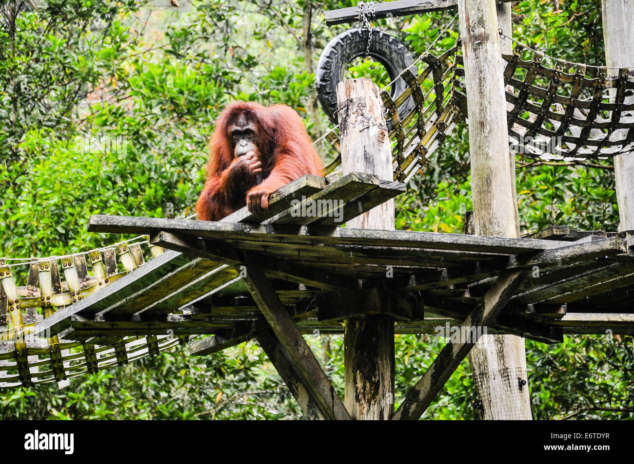 Großer affe -Fotos und -Bildmaterial in hoher Auflösung – Alamy