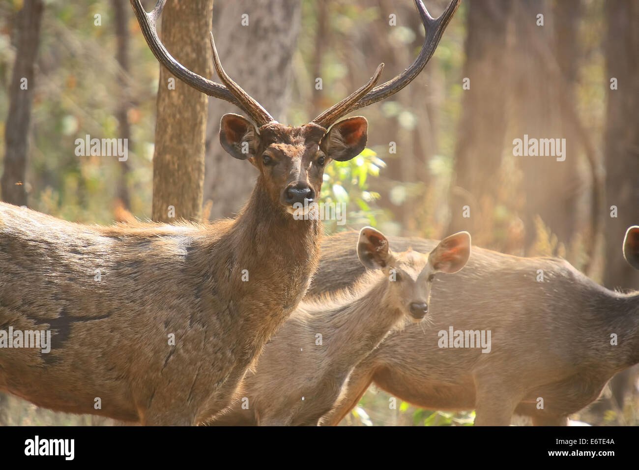 Männliche Sambar-Hirsch mit seiner folk Stockfoto