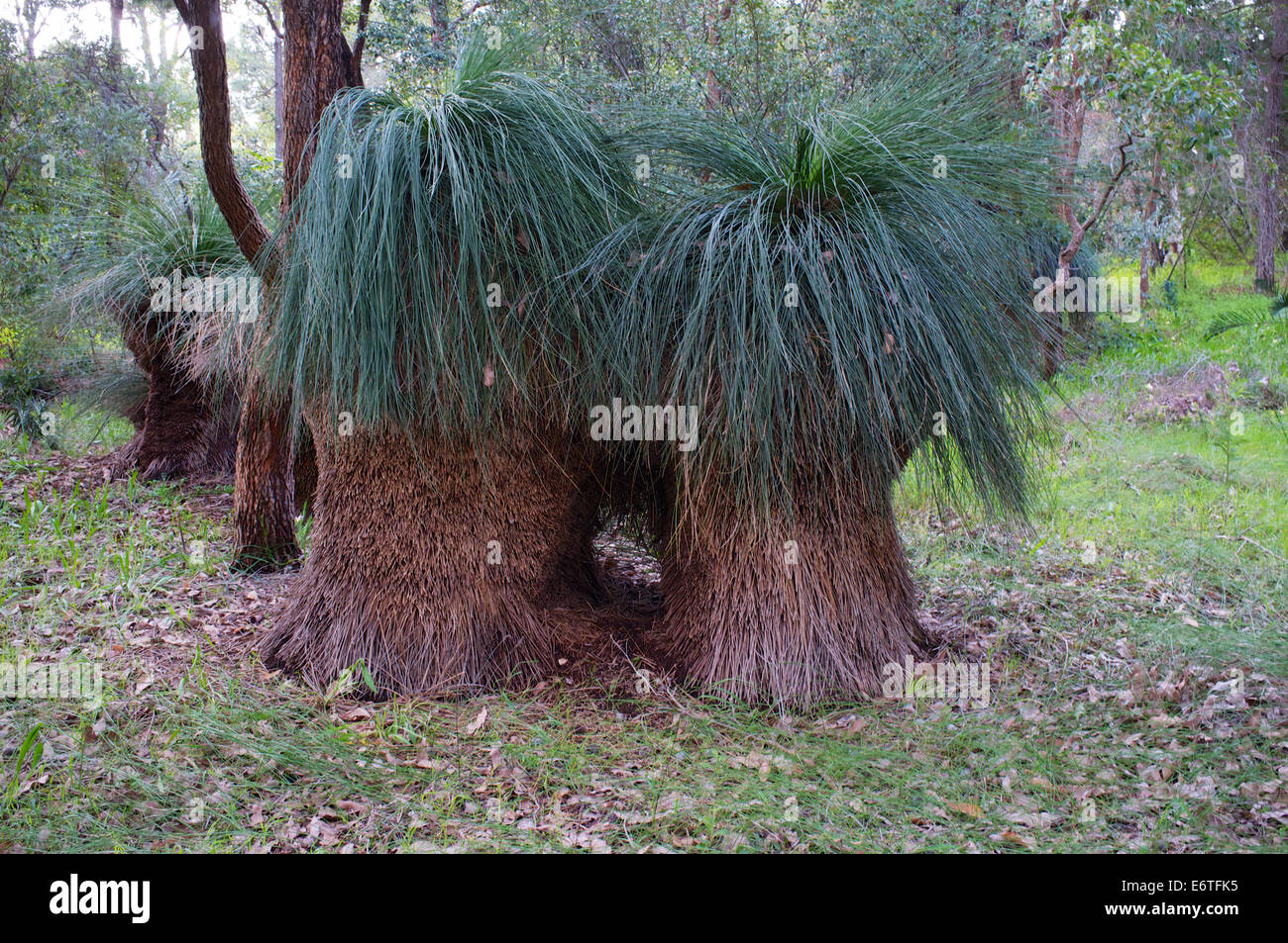Die Grasbaum oder Xanthorrhoea ist eine Gattung von Blütenpflanzen in Australien heimisch Stockfoto