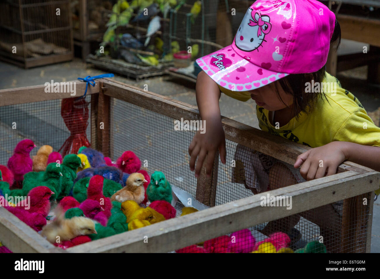 Yogyakarta, Java, Indonesien.  Junges Mädchen inspiziert gefärbten Küken in den Vogelmarkt. Stockfoto