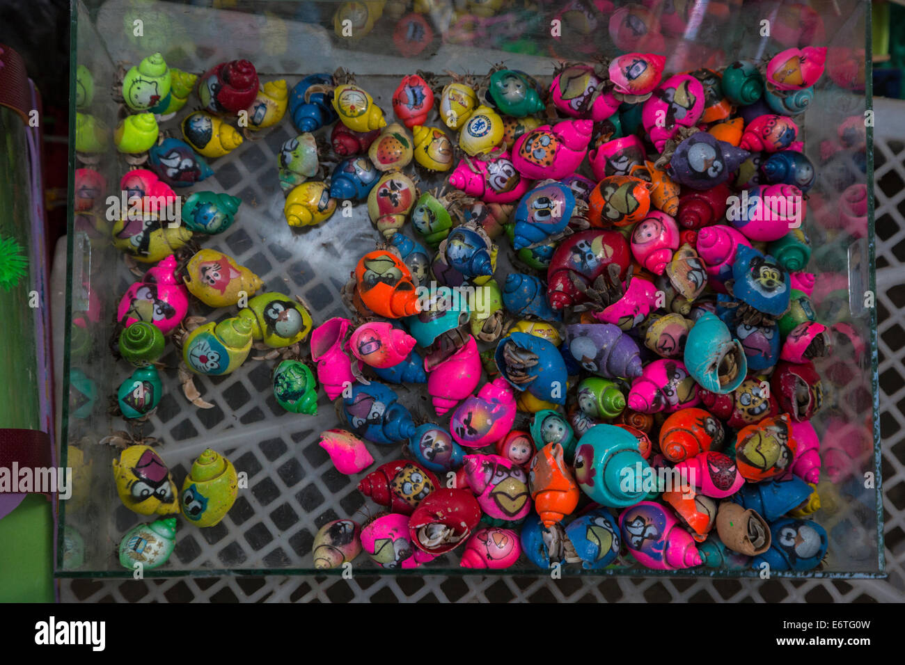 Yogyakarta, Java, Indonesien.  Einsiedlerkrebse für Verkauf in den Vogelmarkt gemalt. Stockfoto