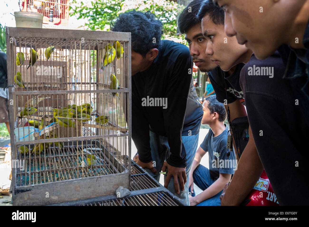 Yogyakarta, Java, Indonesien. Junge Männer in den Vogel Markt Kontrolle durchführenden Vögel vor dem Kauf. Stockfoto