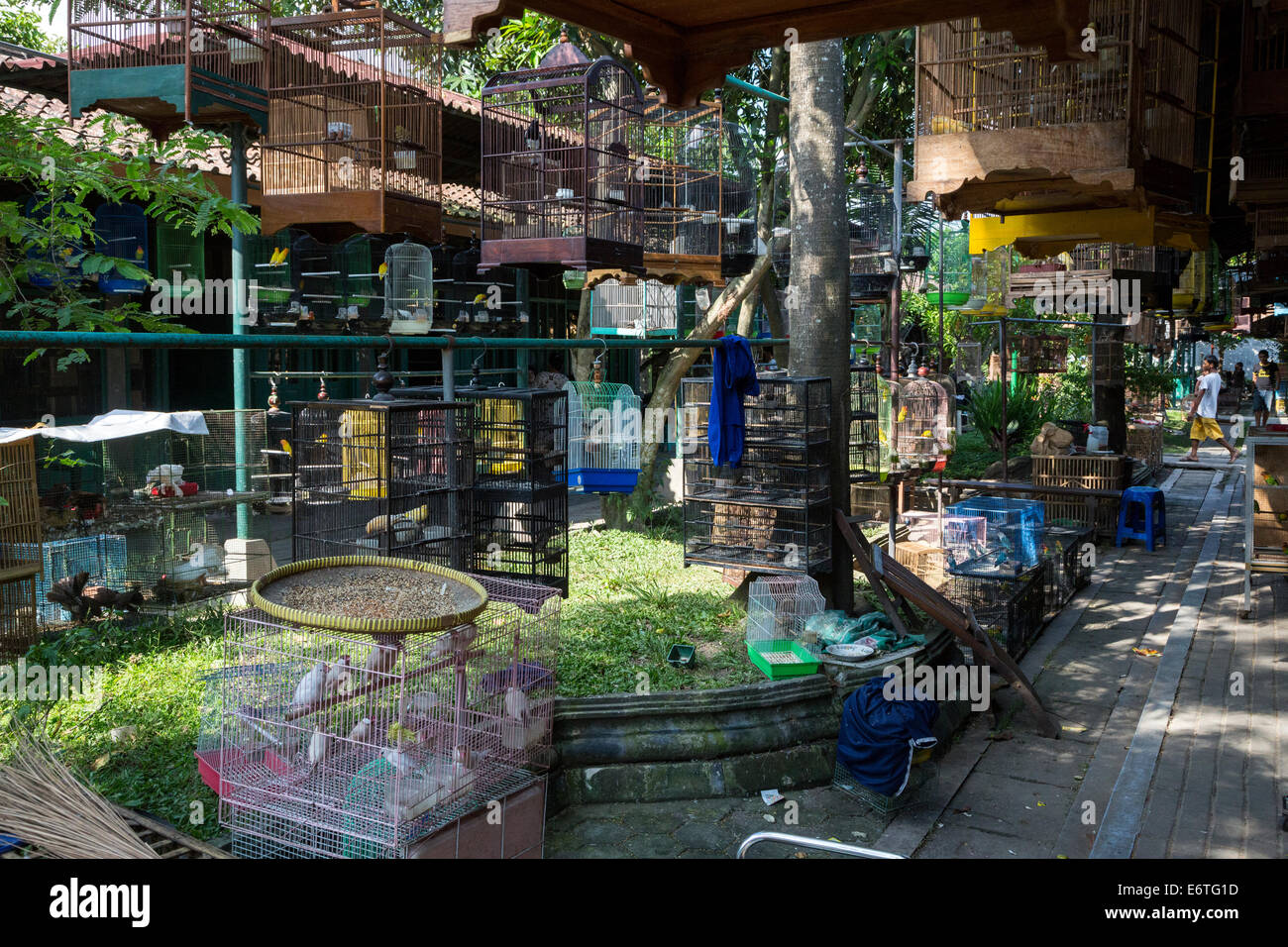 Yogyakarta, Java, Indonesien.  Vögel zu verkaufen in den Vogelmarkt. Stockfoto