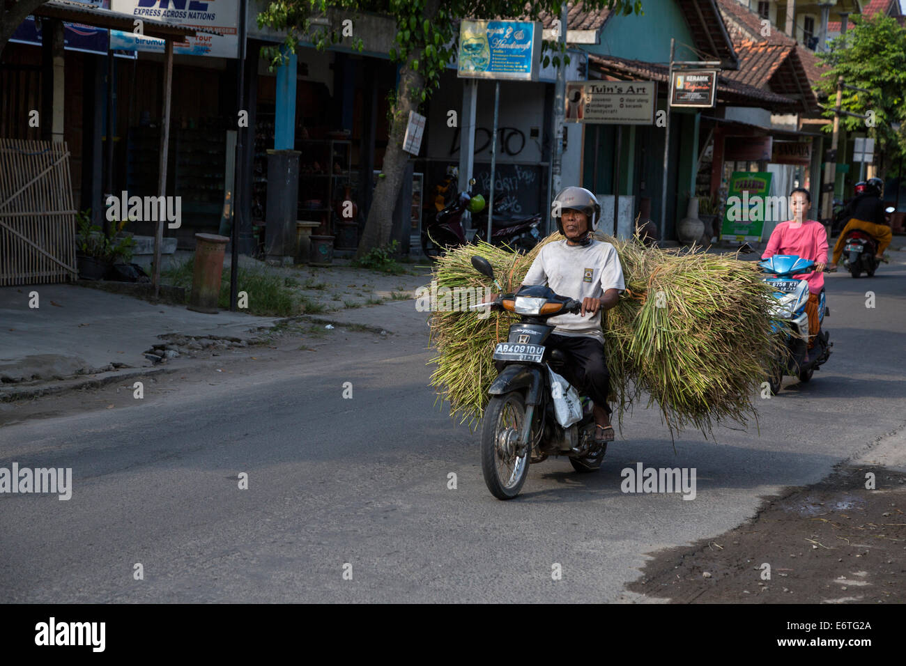 Yogyakarta, Java, Indonesien.  Transport von Tierfutter über Motorrad. Stockfoto