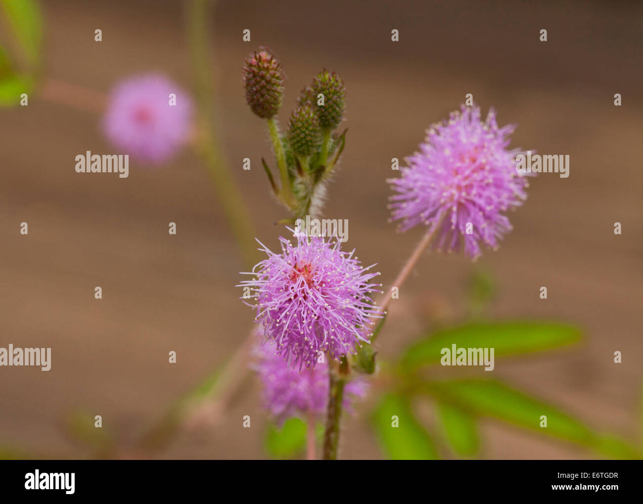 Zarte Pflanze Blumen (Mimosa Pudica) Stockfoto