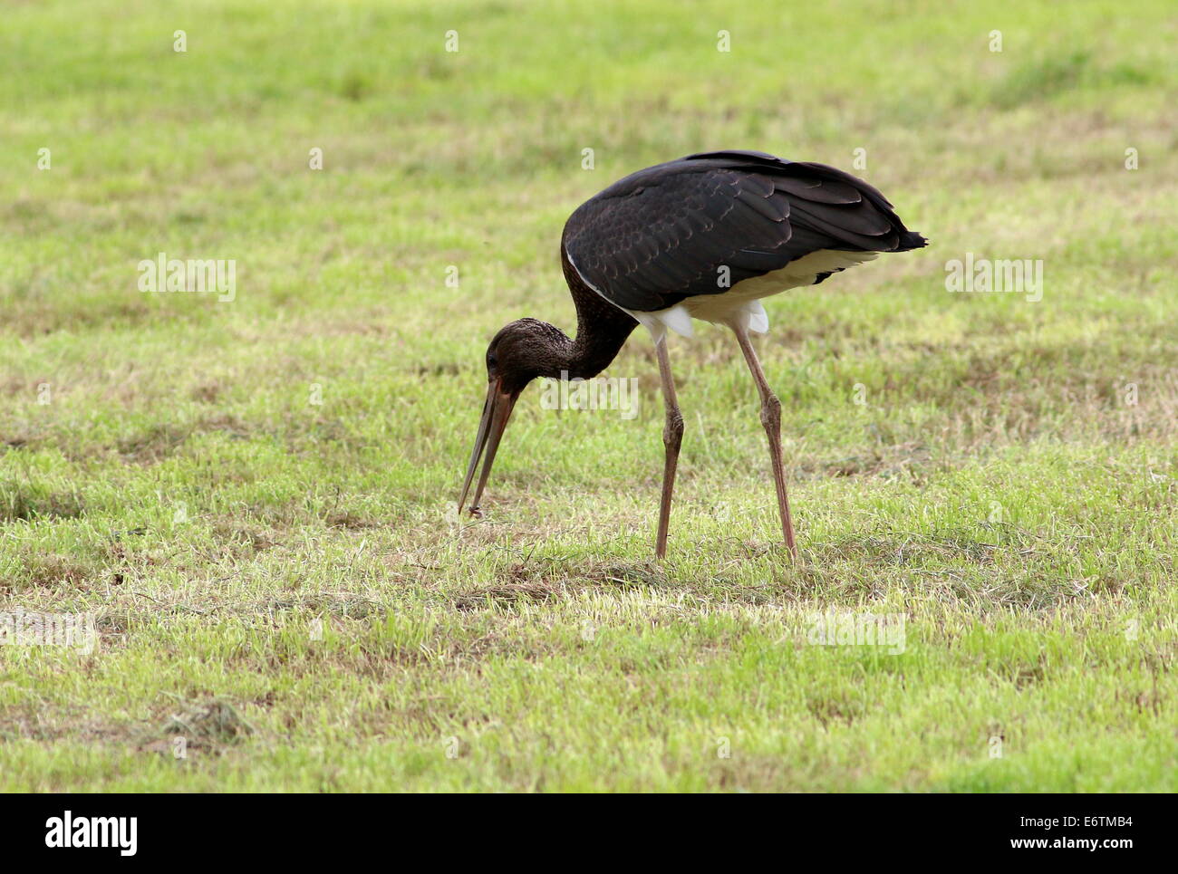 Nahrungssuche auf einer Wiese in Nahaufnahme ein juveniler Schwarzstorch (Ciconia Nigra) Stockfoto