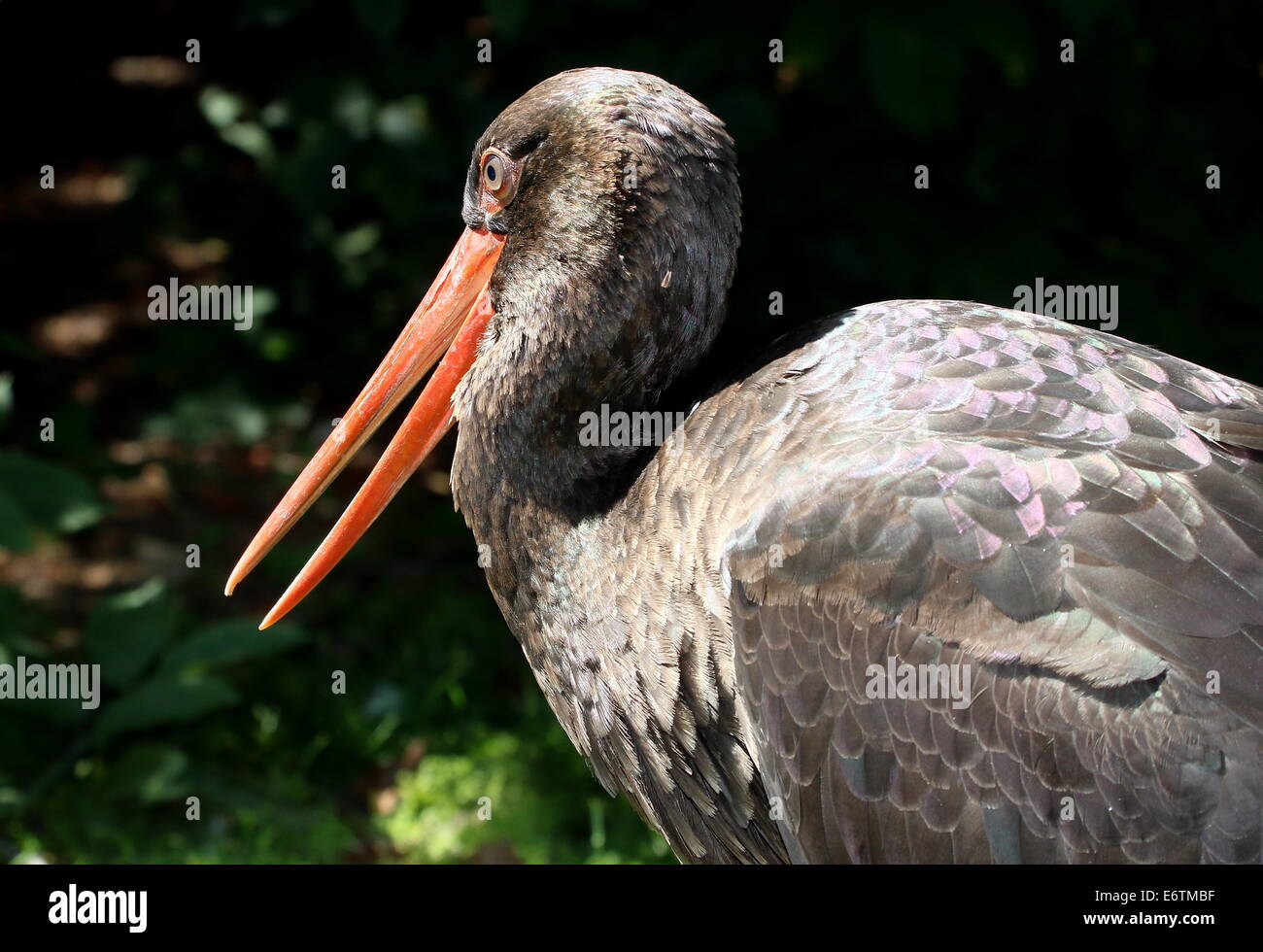 Nahaufnahme von ein Schwarzstorch (Ciconia Nigra) mit Rechnung offen Stockfoto