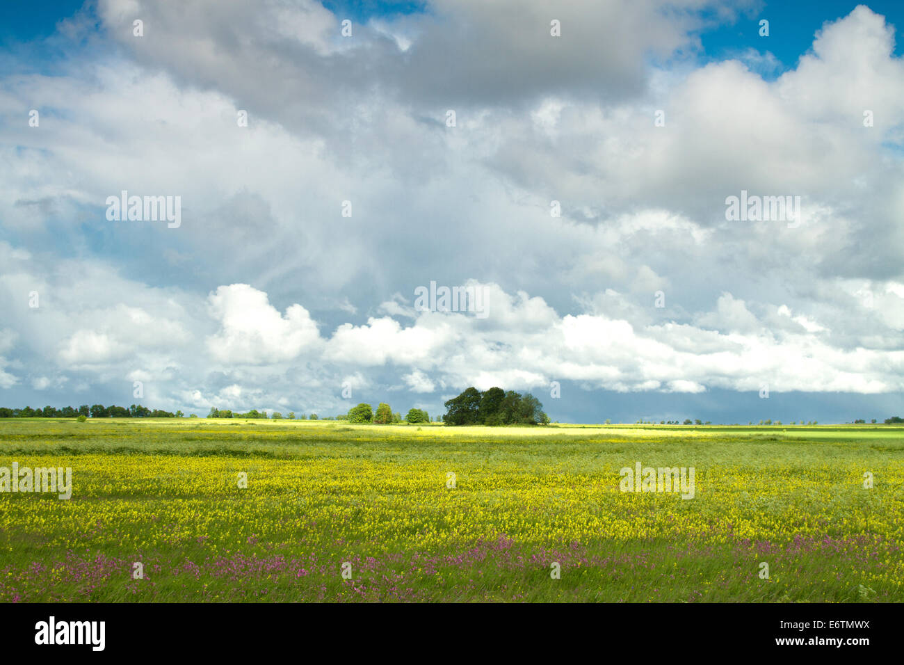 Sommerlandschaft. schöne Orte in Osteuropa. Baltikum Stockfoto