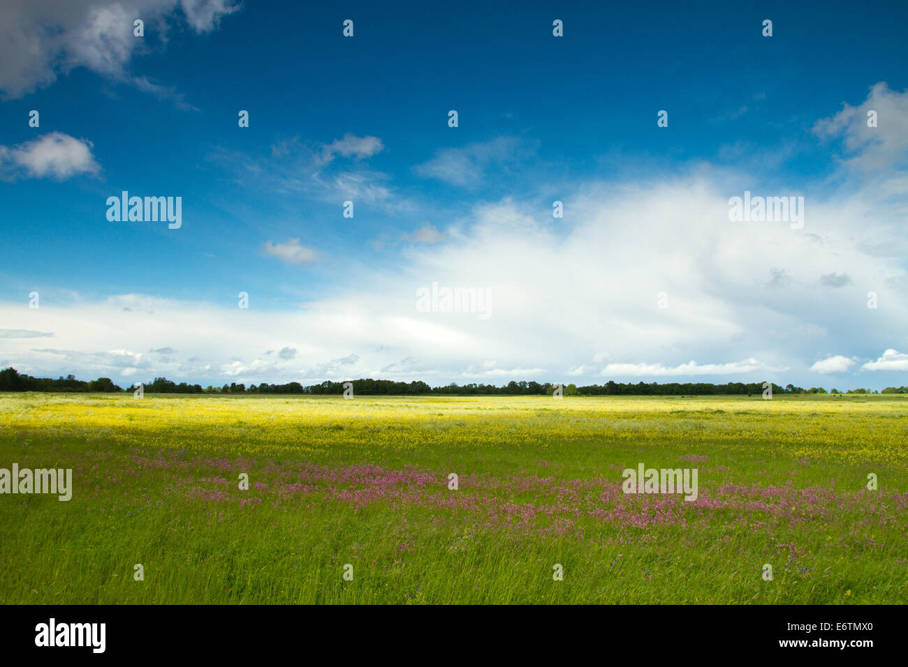 Sommerlandschaft. schöne Orte in Osteuropa. Baltikum Stockfoto