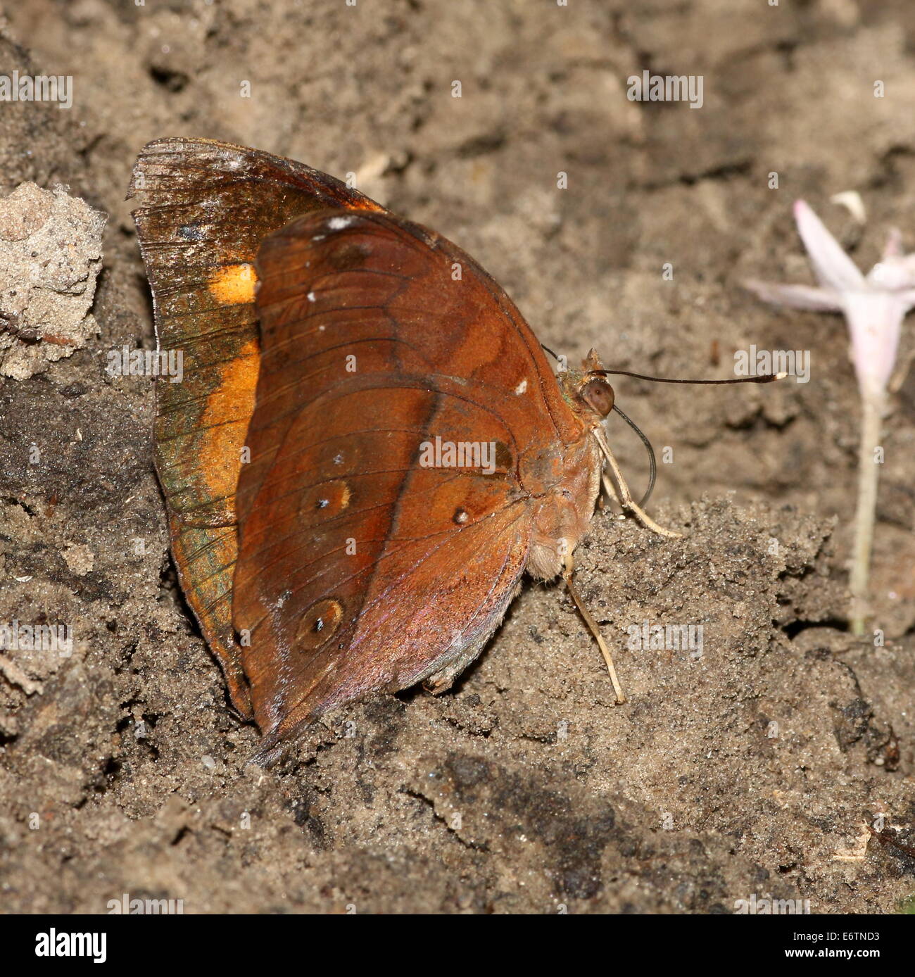 Asiatische Herbstblatt aka (Australian) Leafwing Schmetterling (Doleschallia Bisaltide) Stockfoto