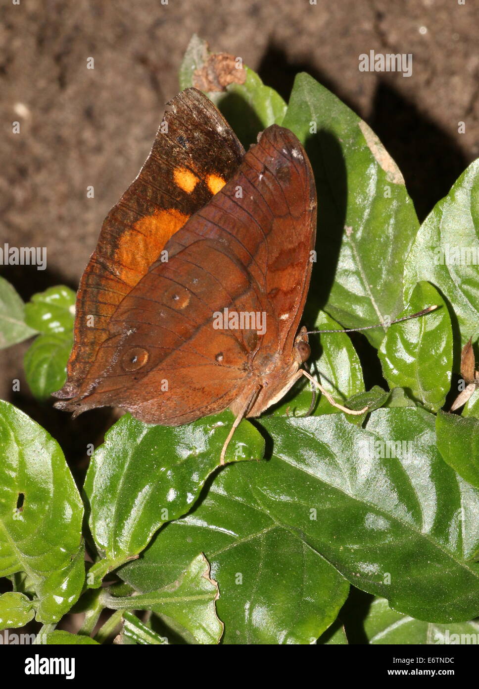 Asiatische Herbstblatt aka (Australian) Leafwing Schmetterling (Doleschallia Bisaltide) Stockfoto